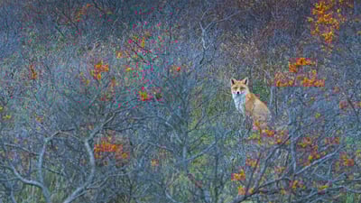 Bing wallpaper March 4, 2023. アムステルダムのウォーターライディングドゥイネン自然保護区, オランダ (© Edwin Giesbers/Minden Pictures)