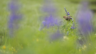 Bing wallpaper September 1, 2020. Adult Cedar Waxwing (Bombycilla cedrorum) perched on a flowering Nootka Lupin (Lupinus nootkatensis), Great Bear Rainforest, B.C. (© Jack Chapman/Minden Pictures)
