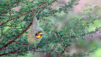 Bing wallpaper May 30, 2020. Baya weaver (Ploceus philippinus) nest in Pune, Maharashtra (© Samyak Kaninde/Alamy Stock Photo)
