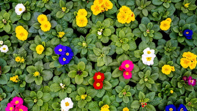 Bing wallpaper April 13, 2024. Stängellose Schlüsselblumen, Weener, Niedersachsen (© Mohssen Assanimoghaddam/picture alliance via Getty Images)