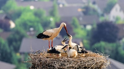 Bing wallpaper June 6, 2021. Weißstorch mit Küken im Nest, Deutschland (© Konrad Wothe/Minden Pictures)