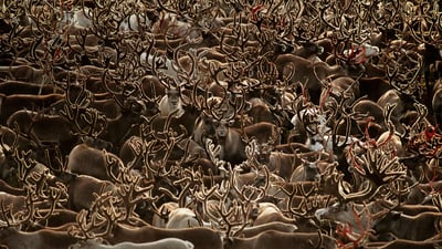 Bing wallpaper July 7, 2019. Caribou in Kobuk Valley National Park, Alaska (© Staffan Widstrand/Minden Pictures)