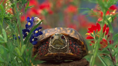 Bing wallpaper May 23, 2023. Western box turtle (© Tim Fitzharris/Minden Pictures)