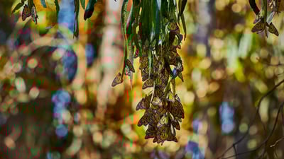 Bing wallpaper February 5, 2024. Monarch butterflies, Goleta, California (© Craig Rademacher/500px/Getty Images)