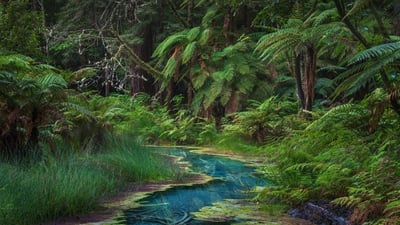 Bing wallpaper October 17, 2021. Redwood Memorial Grove in Whakarewarewa Forest, North Island, New Zealand (© Michael Breitung/Huber/eStock Photo)