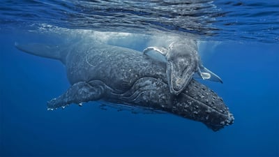 Bing wallpaper August 7, 2020. Young humpback whale giving its mother a hug off the coast of the Tongan archipelago (© Biosphoto/Alamy)