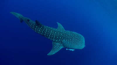 Bing wallpaper August 30, 2024. A whale shark in Cenderawasih Bay, West Papua, Indonesia (© Andy Lerner/Tandem Stills + Motion)