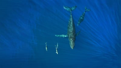 Bing wallpaper February 20, 2022. Humpback whales and dolphins, Hawaii (© drewsulockcreations/Getty Images)
