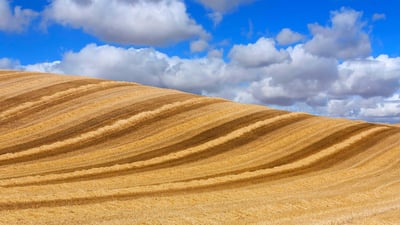 Bing wallpaper July 26, 2020. Wheat field in Valladolid, Castilla y León, Spain (© Carlos Javier García Prieto/EyeEm/Getty Images)