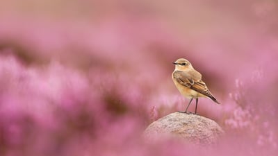 Bing wallpaper August 21, 2025. Wheatear and flowering heather, Peak District National Park, England (© Ben Hall/Nature Picture Library)