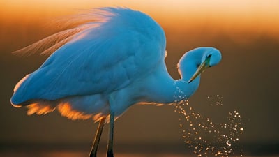 Bing wallpaper August 28, 2025. Great white egret, Hungary (© Markus Varesvuo/Nature Picture Library)