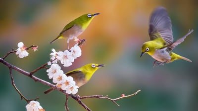 Bing wallpaper March 24, 2024. Silvereyes with cherry blossoms, South Korea (© TigerSeo/Getty Images)