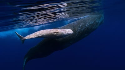 Bing wallpaper January 3, 2020. Sperm whale mother and albino baby swimming off the coast of Portugal (© Flip Nicklin/Minden Pictures)