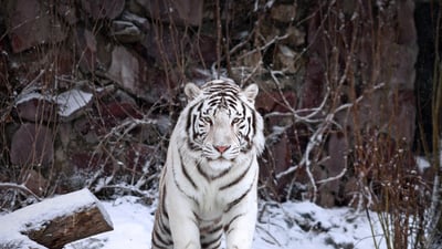 Bing wallpaper June 19, 2019. A white tiger at the Moscow Zoo, Russia (© andamanec/Shutterstock)