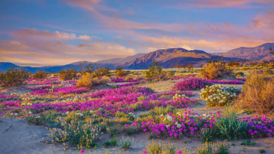 Bing wallpaper March 26, 2023. Wildflowers in Anza-Borrego Desert State Park, California (© Ron and Patty Thomas/Getty Images)