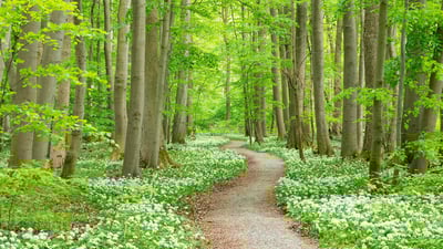 Bing wallpaper March 24, 2023. Blooming wild garlic, Hainich National Park, Germany (© Frank Sommariva/Getty Images)