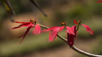 Bing wallpaper December 12, 2024. Wild poinsettia (aka Christmas flower) (© David Hosking/NPL/Minden Pictures)