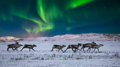 Bing wallpaper December 24, 2020. Northern lights and wild reindeer on the tundra in Norway (© Anton Petrus/Getty Images)