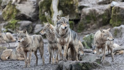 Bing wallpaper April 1, 2025. Loup gris (© AB Photography/Getty Images)