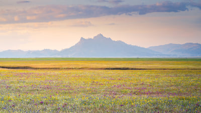Bing wallpaper April 2, 2026. Wildflower bloom, Central Valley, California, United States (© Jeff Lewis/Tandem Stills + Motion)