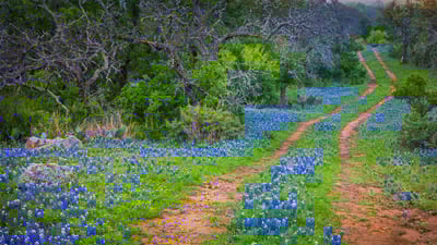 Bing wallpaper May 7, 2020. Bluebonnets growing alongside an old road in the Texas Hill Country (© Inge Johnsson/Alamy)