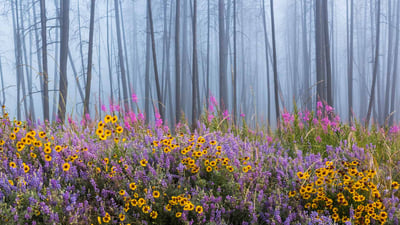 Bing wallpaper June 14, 2020. Kettle River Recreation Area bursting with wildflowers after a fire destroyed much of the forest (© Debra Brash/Plainpicture)