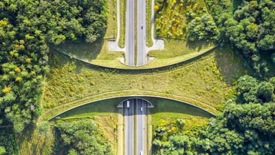 Bing wallpaper August 14, 2026. Aerial view of a wildlife crossing near Zakrzów, Poland (© bbsferrari/Getty Images)