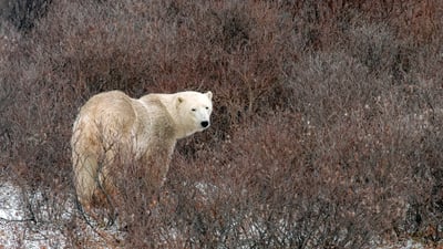 Bing wallpaper November 6, 2025. Ours polaire à Churchill, Manitoba, Canada (© karen crewe/Getty Images)