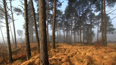 Bing wallpaper January 18, 2024. Ashdown Forest Landscape, East Sussex, UK (© Chris Mole/Alamy Stock Photo)