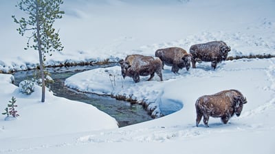 Bing wallpaper January 8, 2022. American bison in Yellowstone National Park, Wyoming (© Steve Gettle/Minden Pictures)