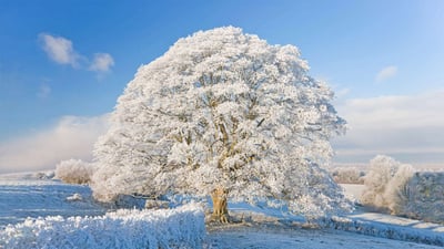 Bing wallpaper February 28, 2022. Hoarfrost and snow in the Cotswolds, England (© Peter Adams/Getty Images)