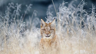 Bing wallpaper August 7, 2019. ｢ヨーロッパオオヤマネコ｣チェコ, ボヘミア＝モラヴィア高地 (© sduben/Getty Images Plus)