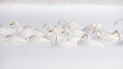 Bing wallpaper December 20, 2025. 屈斜路湖のオオハクチョウ, 北海道 (© Jan Vermeer/Minden)