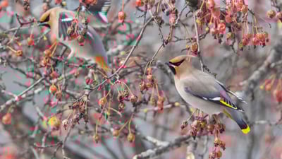 Bing wallpaper November 25, 2021. A Bohemian waxwing in Canada (© Mircea Costina/Alamy)
