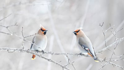 Bing wallpaper December 17, 2023. Bohemian waxwings perched on a branch, Canada (© Jim Cumming/Shutterstock)
