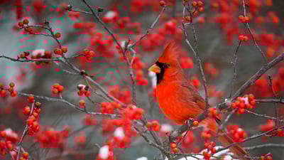 Bing wallpaper February 19, 2023. A northern cardinal perched in a common winterberry bush in Marion County, Illinois (© Richard and Susan Day/Danita Delimont)