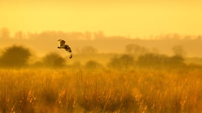 Bing wallpaper January 28, 2022. Short-eared owl hunting at dusk in Worlaby Carrs, Lincolnshire, England (© Ben Hall/Minden Pictures)