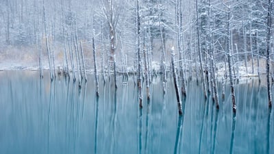 Bing wallpaper December 21, 2023. 青い池, 北海道 美瑛町 (© Haruna/Getty Images)