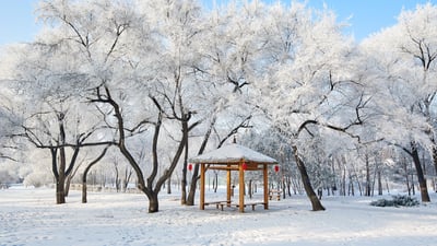 Bing wallpaper December 20, 2025. 美丽的雾凇景色，大庆市，黑龙江省，中国 (© Dashu Xinganling/shutterstock)