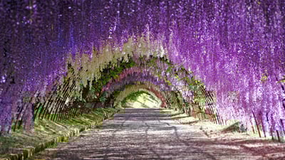 Bing wallpaper May 1, 2019. Wisteria blooms at Kawachi Fuji Gardens in Kitakyushu, Japan (© Wibowo Rusli/Alamy)