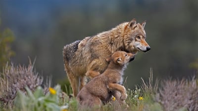 Bing wallpaper October 31, 2020. ｢ハイイロオオカミと子ども｣米国モンタナ州 (© Tim Fitzharris/Minden Pictures)