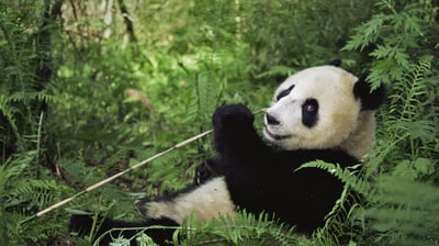 Bing wallpaper February 11, 2021. ｢ジャイアントパンダ｣中国, 四川省 (© Lynn M. Stone/Minden Pictures)