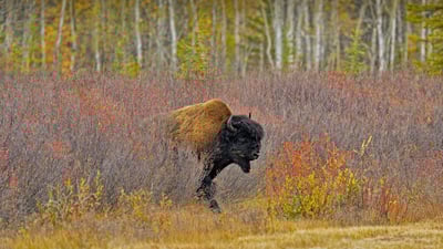 Bing wallpaper September 29, 2021. A wood bison near Behchoko, in the Northwest Territories, Canada (© Don Johnston/agefotostock)