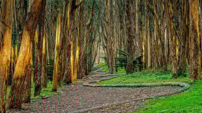 Bing wallpaper November 17, 2020. Andy Goldsworthy's 'Wood Line' installation near Lovers' Lane in the Presidio of San Francisco, California (© Chris LaBasco/Alamy)