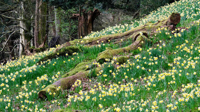 Bing wallpaper April 12, 2020. Daffodils in Dora’s Field, Rydal, Lake District (© Simon Whaley Landscapes/Alamy Stock Photo)