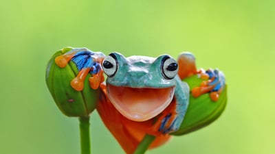 Bing wallpaper March 20, 2022. Javan tree frog, Indonesia (© kuritafsheen/Getty Images)