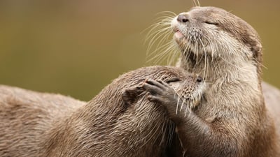 Bing wallpaper January 20, 2020. Zwergotter beim Kuscheln (© scooperdigital/Shutterstock)