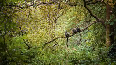 Bing wallpaper October 25, 2019. Ring-tailed lemurs in Madagascar for World Lemur Day (© Image Source/Alamy)