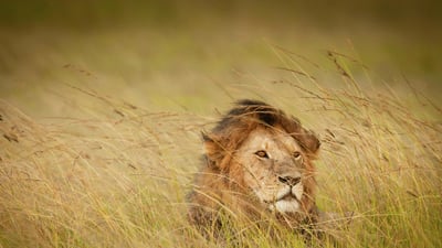 Bing wallpaper August 10, 2023. A lion in Maasai Mara, Kenya (© Scott Davis/Tandem Stills + Motion)