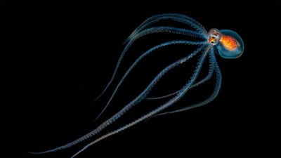 Bing wallpaper October 8, 2019. Octopus spotted during a night dive near Kona, Hawaii (© Jeff Milisen/Alamy)